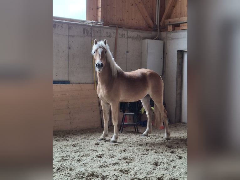 Haflinger Hongre 3 Ans 154 cm Alezan in Schindlau