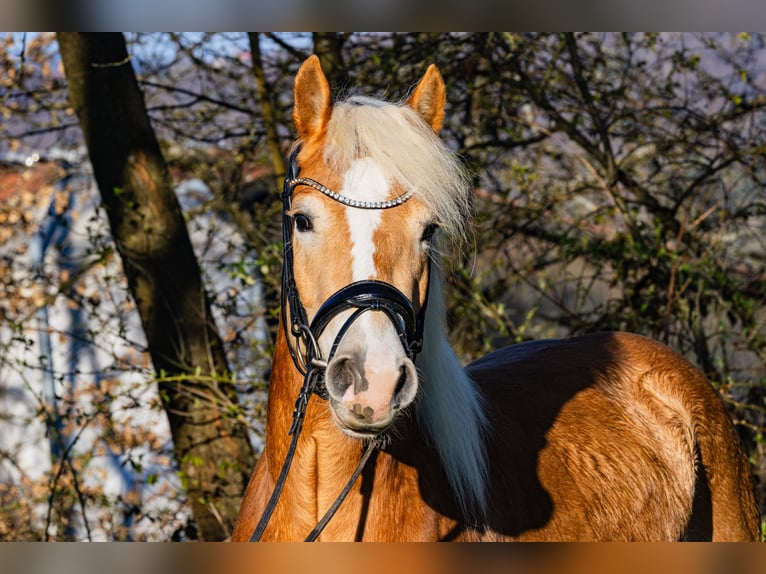 Haflinger Hongre 3 Ans 155 cm Alezan in M&#xF6;mbris