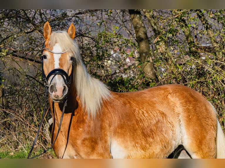 Haflinger Hongre 3 Ans 155 cm Alezan in M&#xF6;mbris
