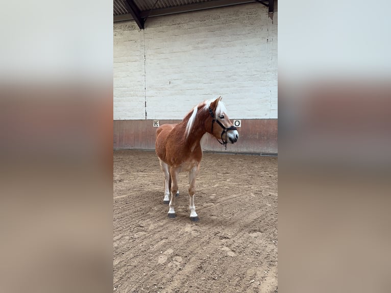 Haflinger Hongre 3 Ans 155 cm Alezan in Elsoff