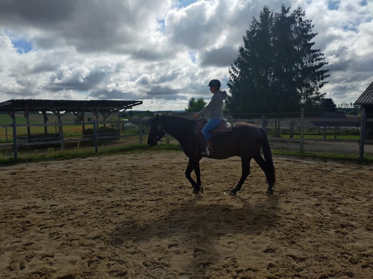 Haflinger Croisé Hongre 3 Ans 155 cm Bai brun in Waldkirchen
