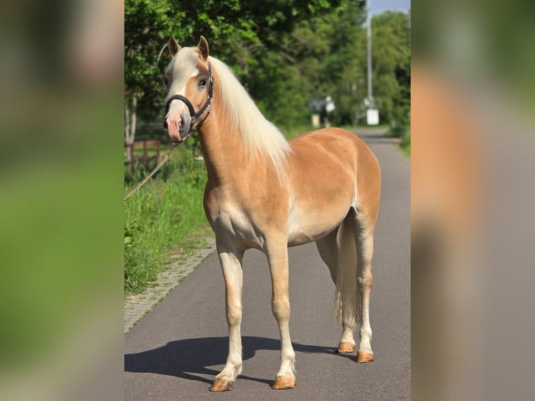 Haflinger Hongre 3 Ans 155 cm  in Someren