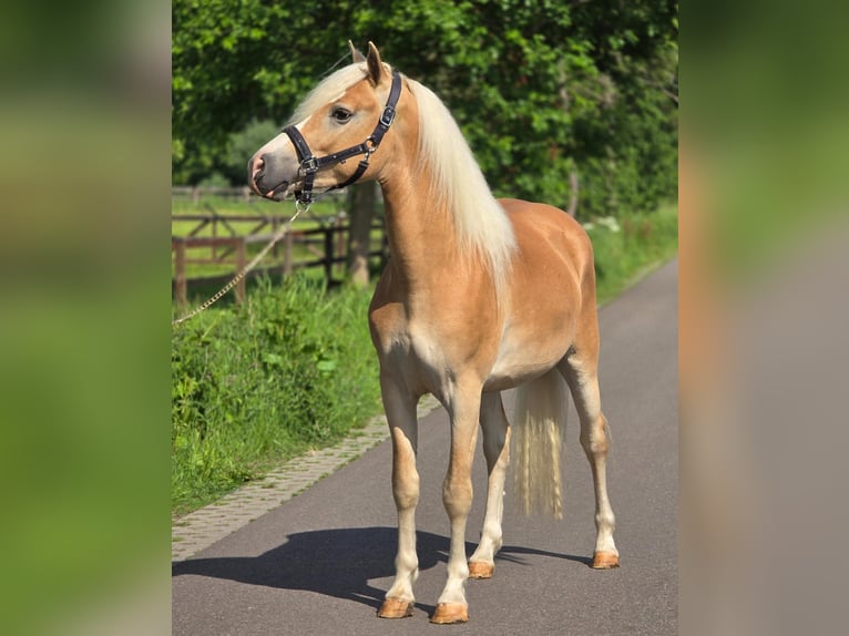 Haflinger Hongre 3 Ans 155 cm  in Someren