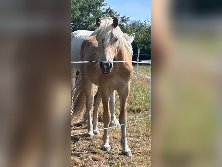 Haflinger Hongre 3 Ans 157 cm Alezan in Bremervörde