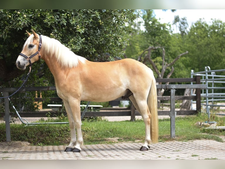 Haflinger Hongre 3 Ans 157 cm in Bernau