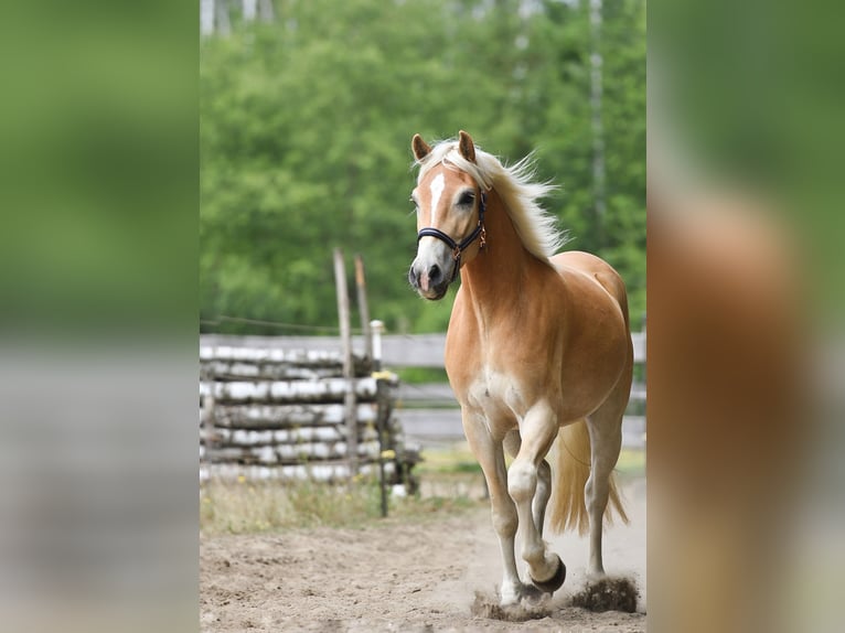 Haflinger Hongre 3 Ans 157 cm in Bernau