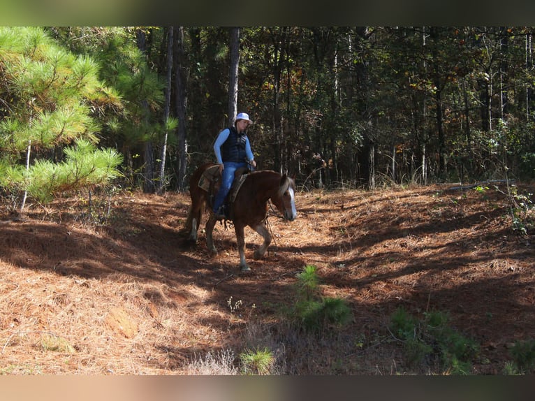 Haflinger Hongre 3 Ans Alezan brûlé in RUsk TX