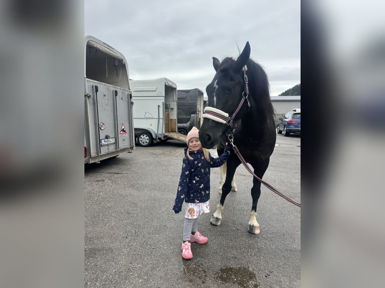 Haflinger Croisé Hongre 4 Ans 143 cm Noir in Trencin