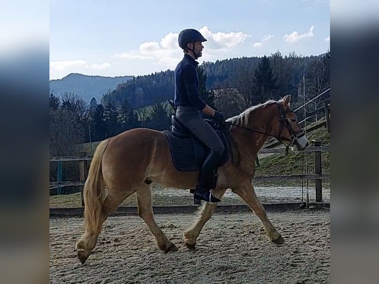 Haflinger Hongre 4 Ans 146 cm Alezan in St. PAul