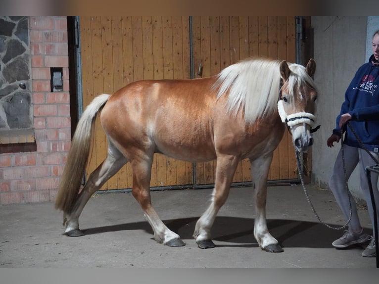 Haflinger Hongre 4 Ans 146 cm  in Treuenbrietzen