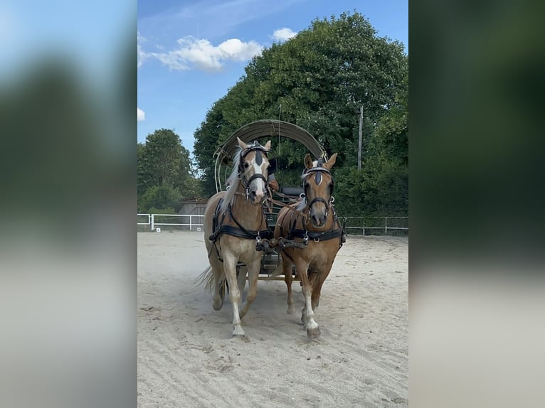 Haflinger Hongre 4 Ans 146 cm Palomino in St.oswald Bei Fr