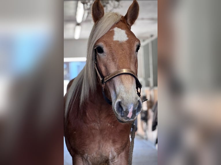 Haflinger Hongre 4 Ans 147 cm Alezan in Fürstenfeldbruck
