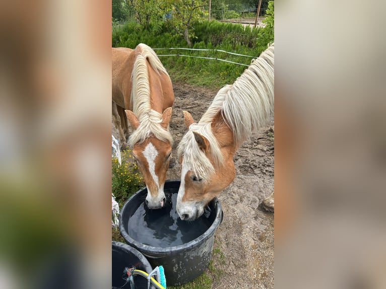 Haflinger Hongre 4 Ans 147 cm Alezan in Untergriesbach