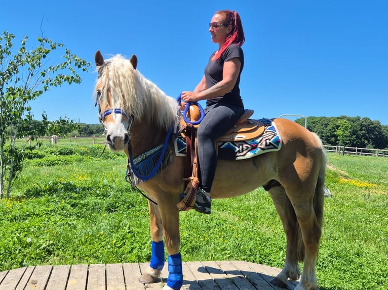 Haflinger Hongre 4 Ans 147 cm Alezan in Linkenbach