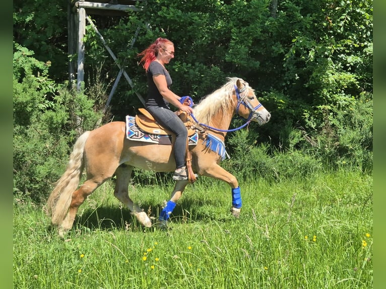 Haflinger Hongre 4 Ans 147 cm Alezan in Linkenbach