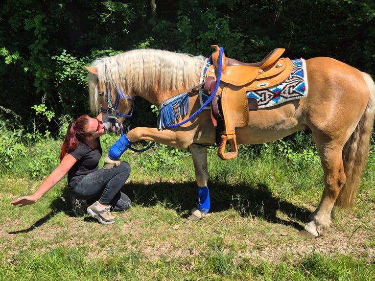 Haflinger Hongre 4 Ans 147 cm Alezan in Linkenbach