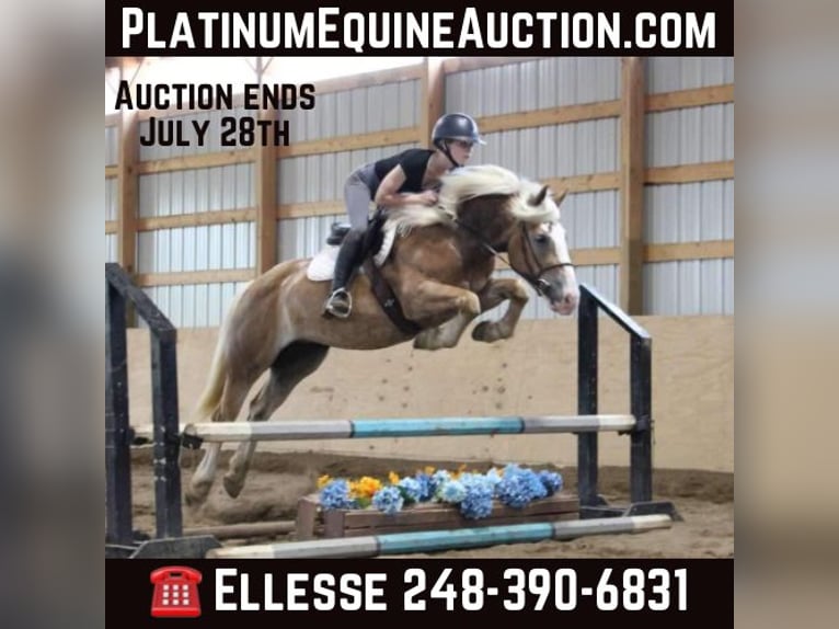 Haflinger Hongre 4 Ans 147 cm Alezan cuivré in Howell MI