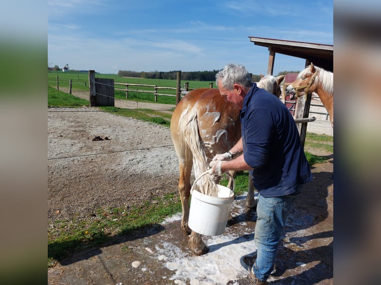 Haflinger Hongre 4 Ans 148 cm Alezan in Moorenweis