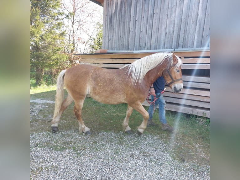 Haflinger Hongre 4 Ans 148 cm Alezan in Moorenweis