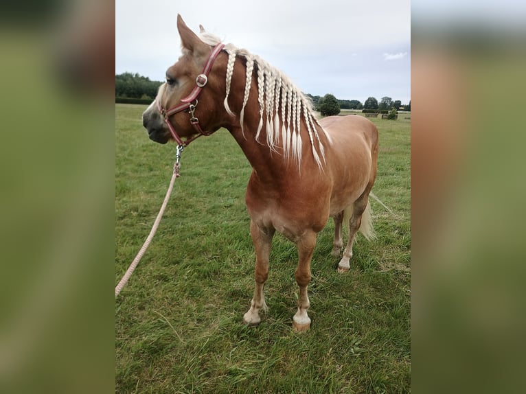 Haflinger Hongre 4 Ans 149 cm  in Jičín