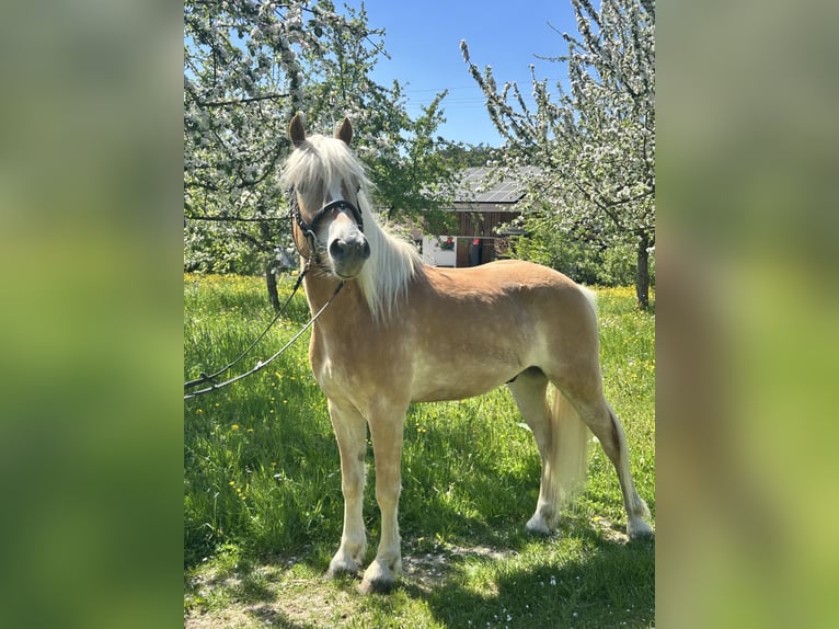 Haflinger Hongre 4 Ans 150 cm Alezan in Deggenhausertal