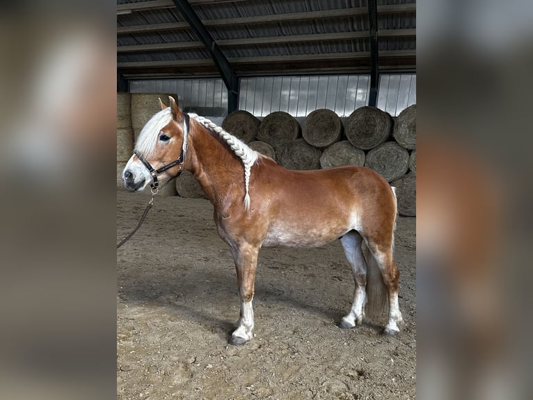 Haflinger Hongre 4 Ans 150 cm Alezan brûlé in St. Pölten