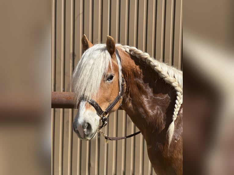 Haflinger Hongre 4 Ans 150 cm Alezan brûlé in St. Pölten
