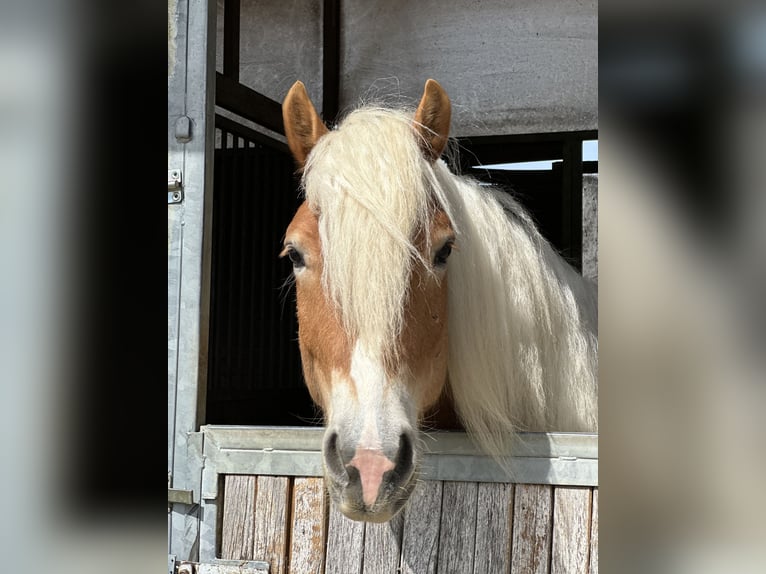 Haflinger Hongre 4 Ans 150 cm Alezan brûlé in St. Pölten
