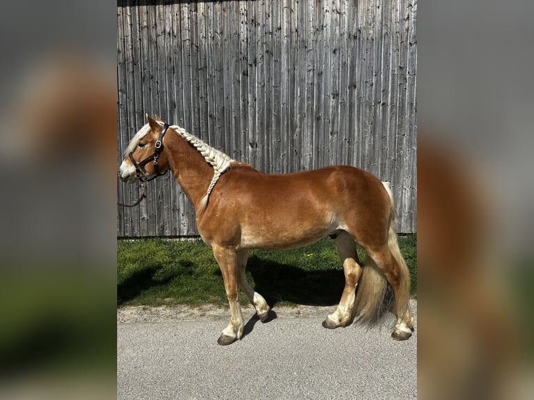 Haflinger Hongre 4 Ans 150 cm Alezan brûlé in St. Pölten