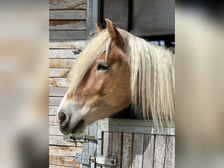 Haflinger Hongre 4 Ans 150 cm Alezan brûlé in St. Pölten