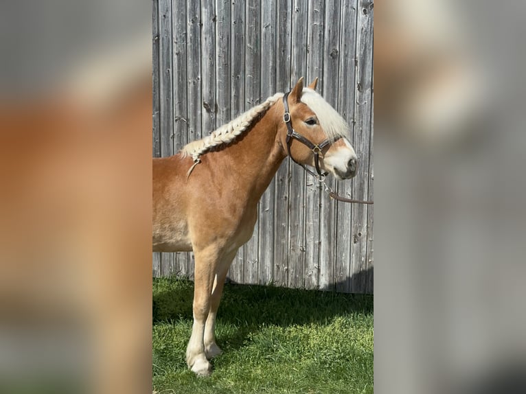 Haflinger Hongre 4 Ans 150 cm Alezan brûlé in St. Pölten
