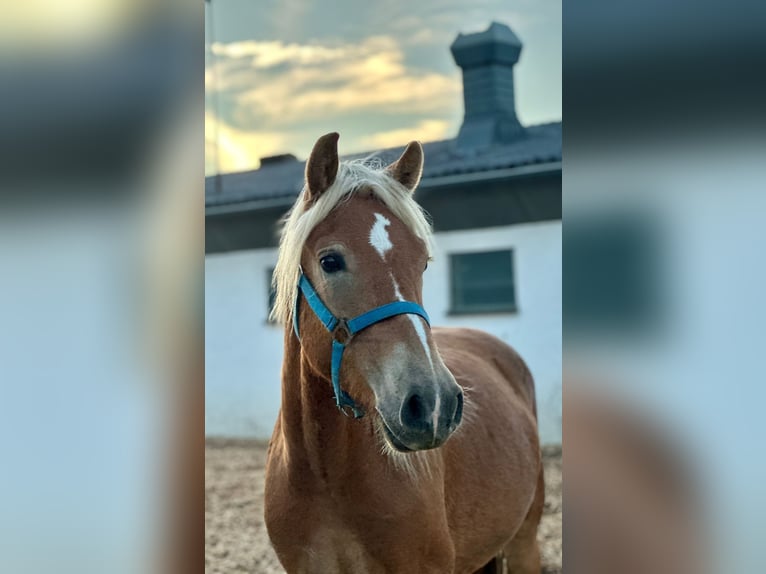 Haflinger Hongre 4 Ans 150 cm Alezan in Krieglach