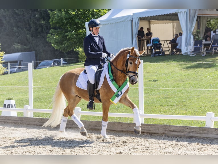 Haflinger Hongre 4 Ans 150 cm Alezan in Krieglach