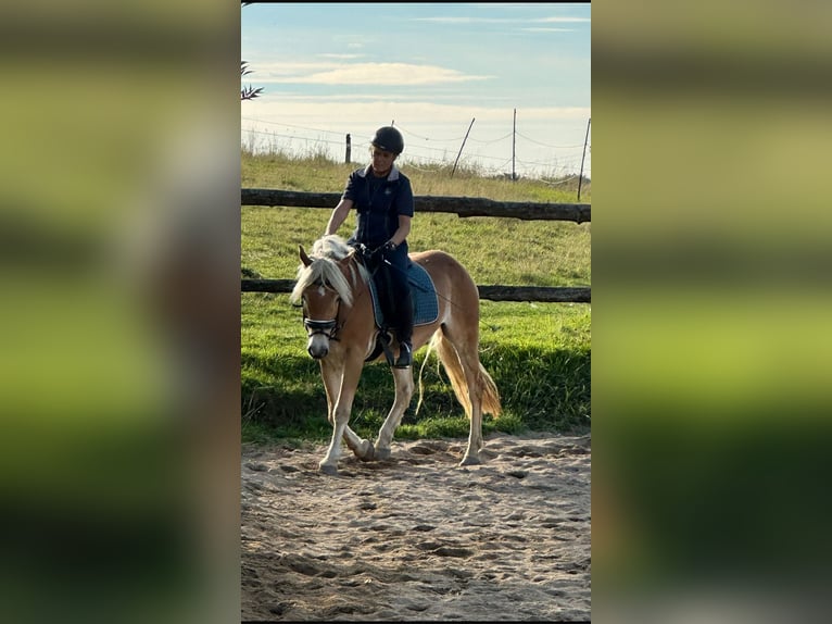 Haflinger Hongre 4 Ans 150 cm Alezan in Remscheid