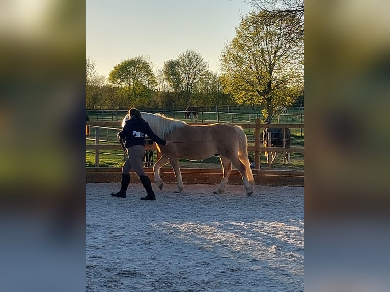 Haflinger Hongre 4 Ans 150 cm Alezan in Oberostendorf