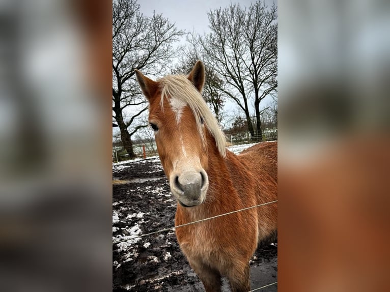 Haflinger Hongre 4 Ans 150 cm Alezan in Lindewitt