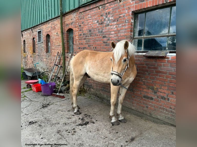 Haflinger Hongre 4 Ans 150 cm Alezan in Lindewitt