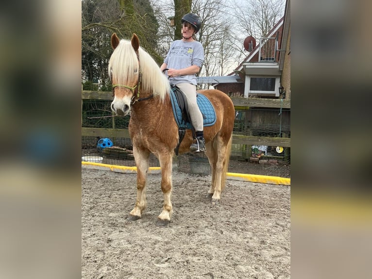 Haflinger Hongre 4 Ans 150 cm Alezan in Holtgast