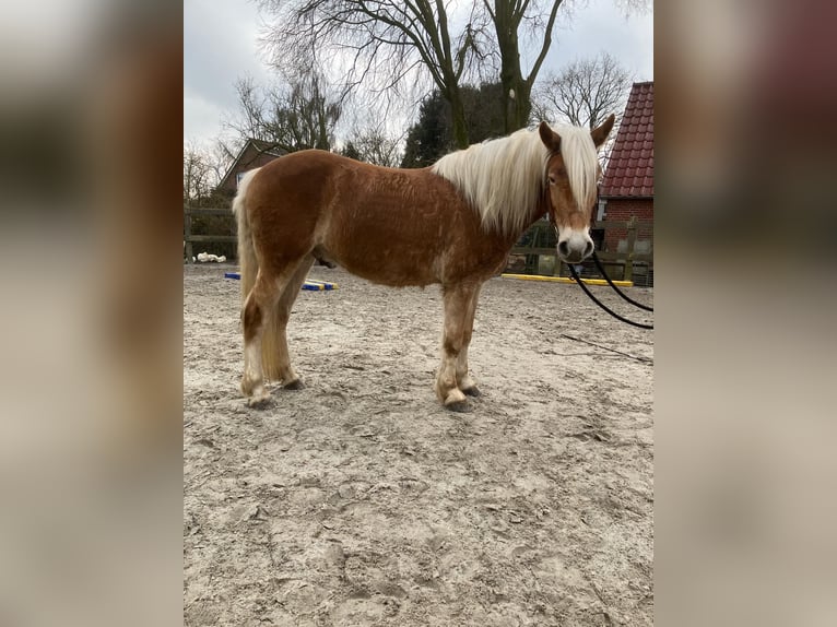 Haflinger Hongre 4 Ans 150 cm Alezan in Holtgast