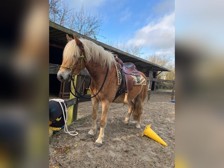 Haflinger Hongre 4 Ans 150 cm Alezan in Holtgast