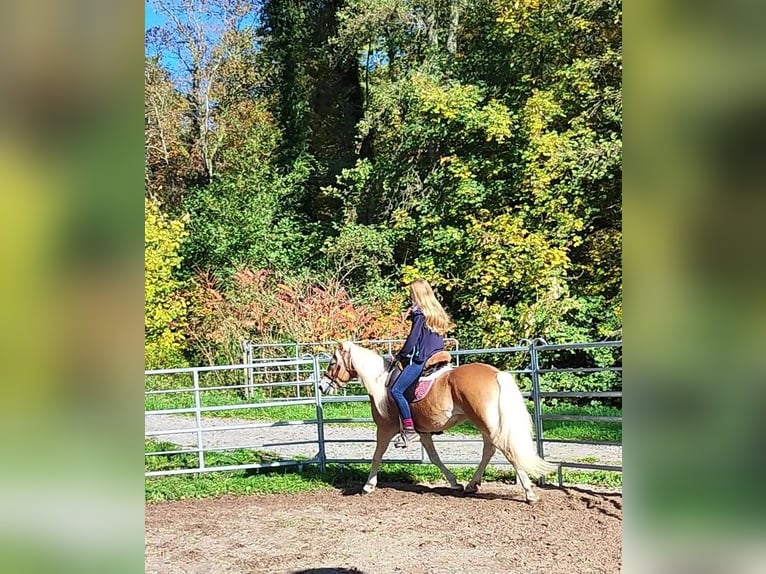 Haflinger Hongre 4 Ans 150 cm Palomino in Hundsbach