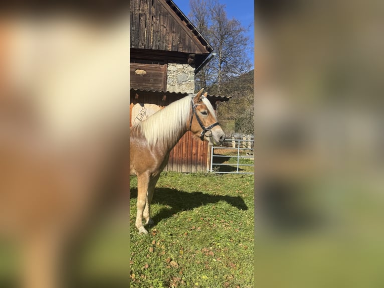 Haflinger Hongre 4 Ans 151 cm Alezan in St.Peter am Kammersberg