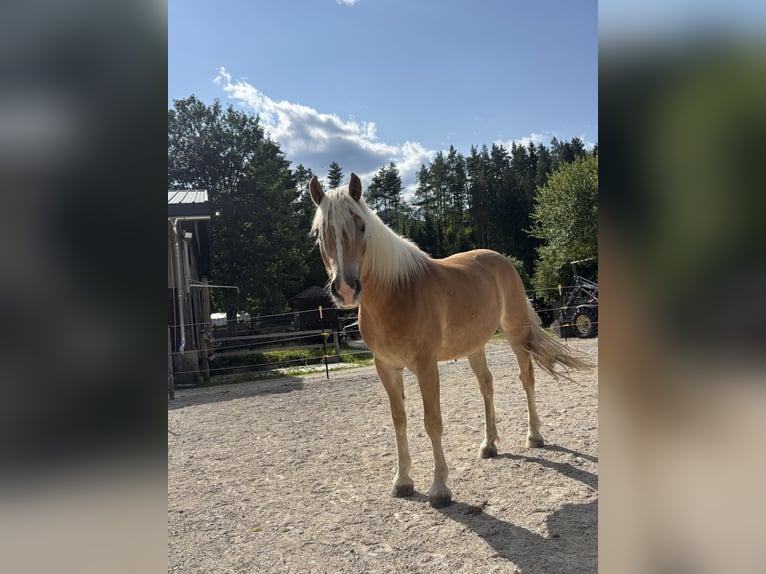 Haflinger Hongre 4 Ans 151 cm Palomino in Wilhelmsburg