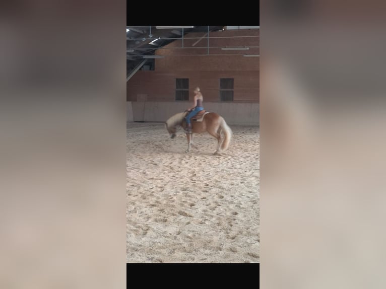 Haflinger Hongre 4 Ans 151 cm Palomino in Wilhelmsburg