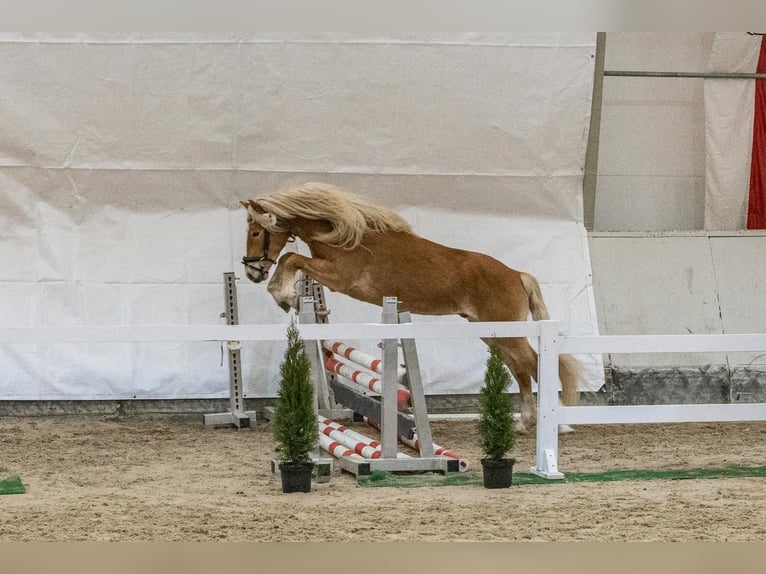 Haflinger Hongre 4 Ans 152 cm Alezan in Schleedorf