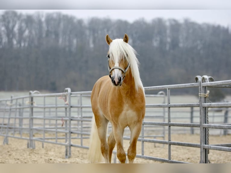 Haflinger Hongre 4 Ans 152 cm Alezan in Doenrade