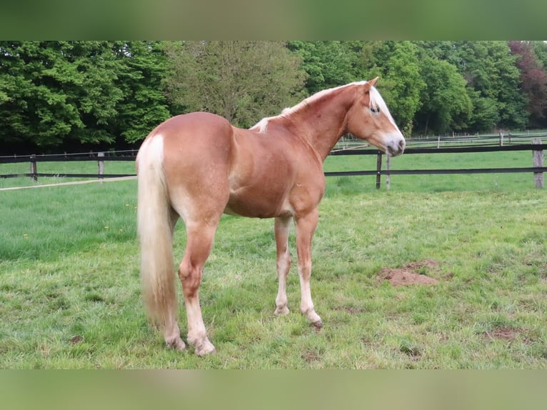 Haflinger Hongre 4 Ans 152 cm Alezan in Eschweiler
