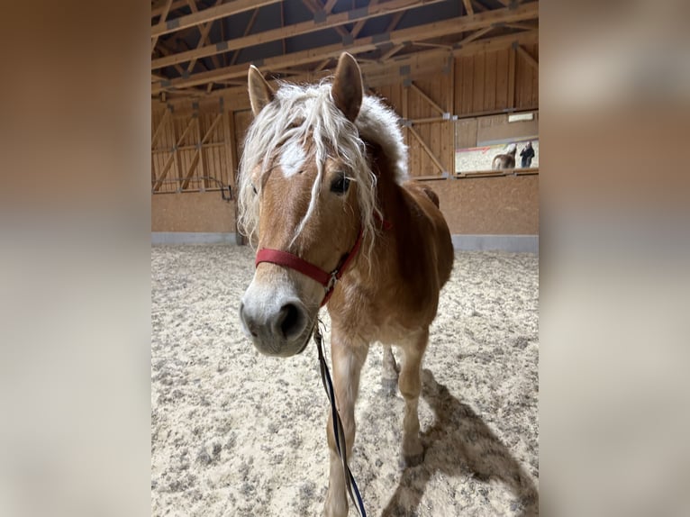 Haflinger Hongre 4 Ans 153 cm Alezan in Esternberg