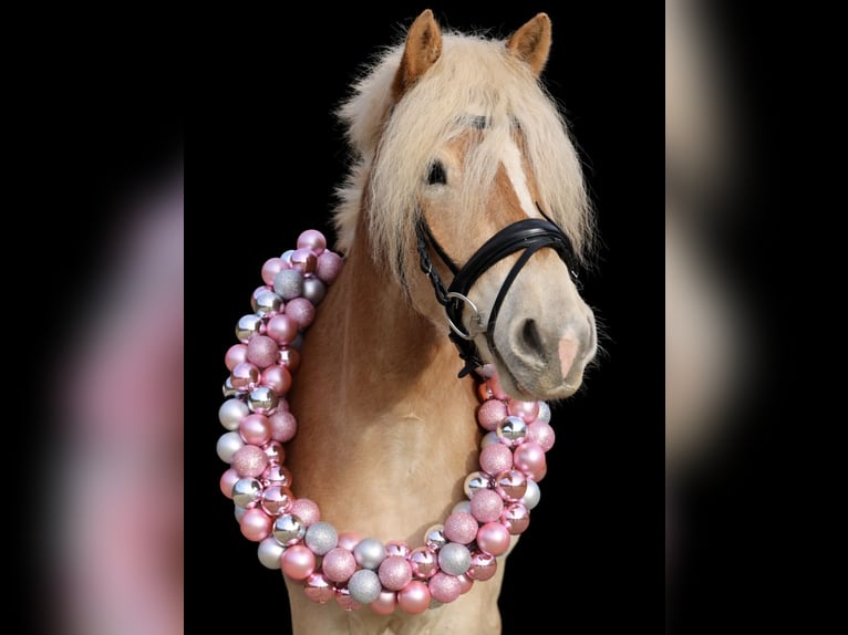 Haflinger Hongre 4 Ans 153 cm  in WegbergWegberg