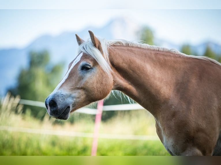 Haflinger Hongre 4 Ans 154 cm Alezan in Lind ob Velden